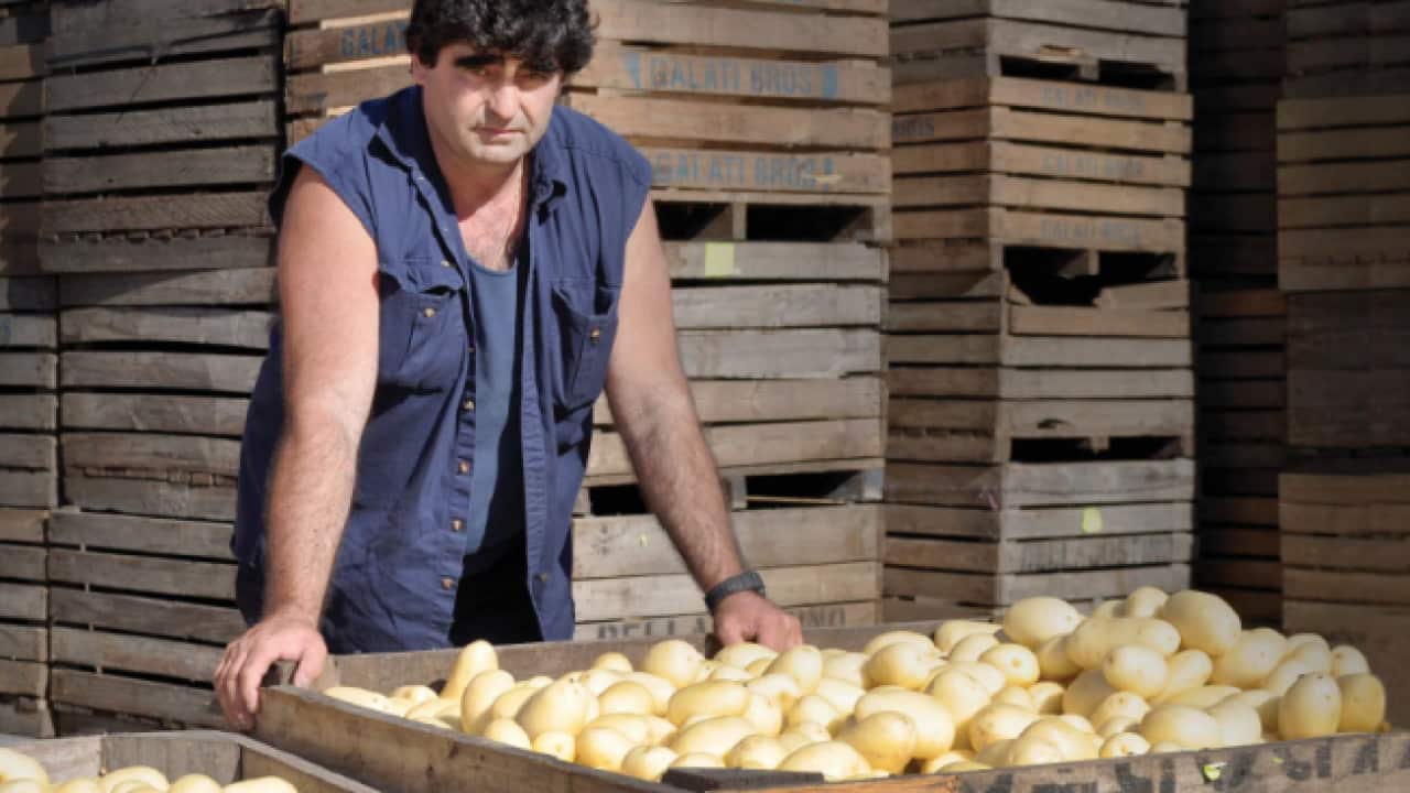 Tony Galati with his potatoes.