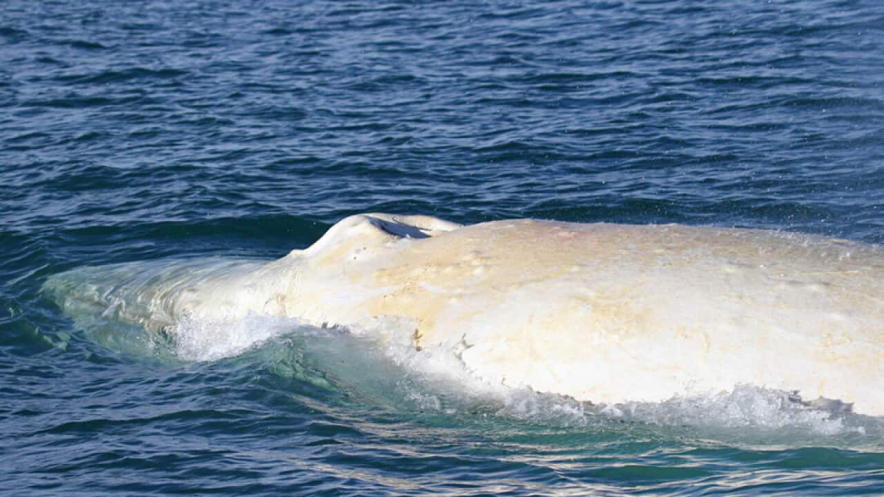 Migaloo the white whale