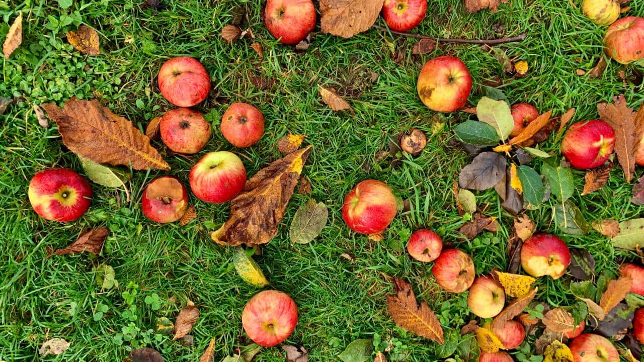 Fallen apples