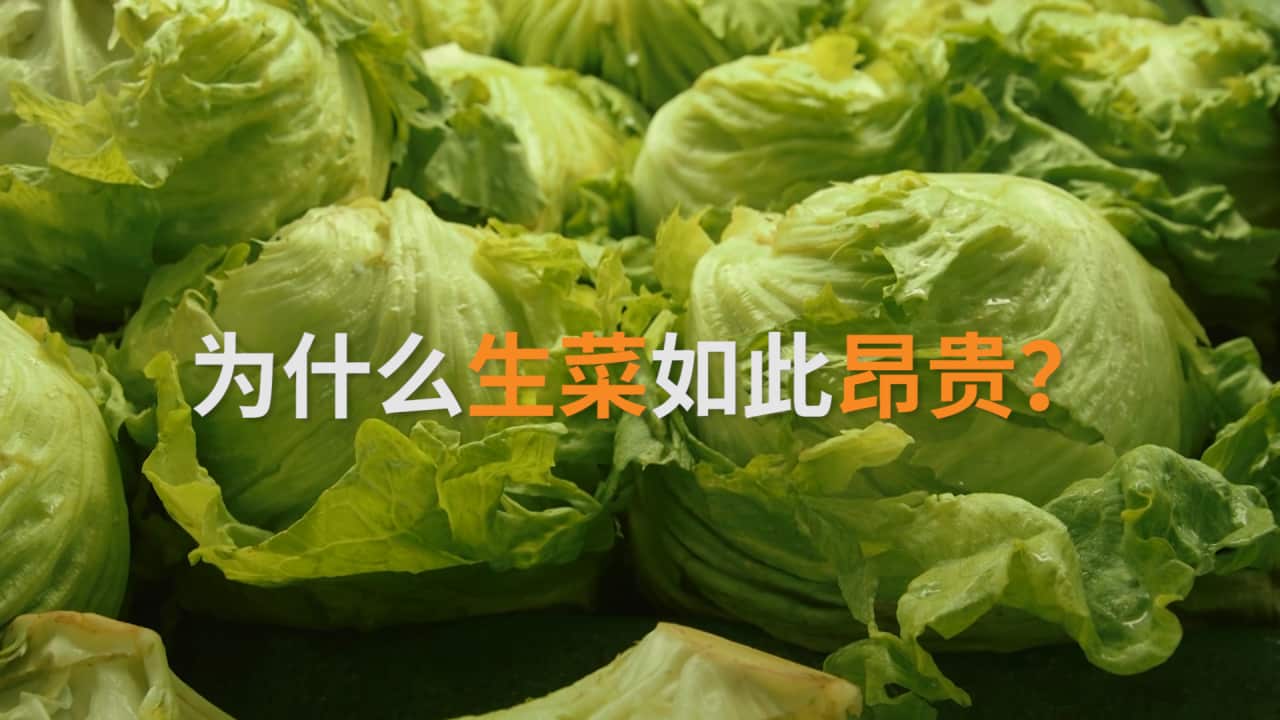 Lettuce Explained