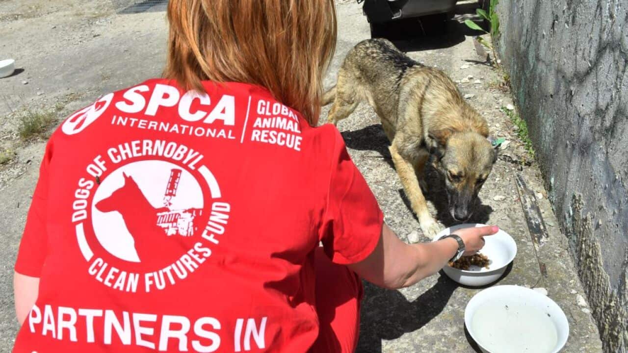 A volunteer of Clean Futures Fund (CFF) feeds a stray dog outside the improvised animals hospital just near the Chernobyl power plant on June 8, 2018.