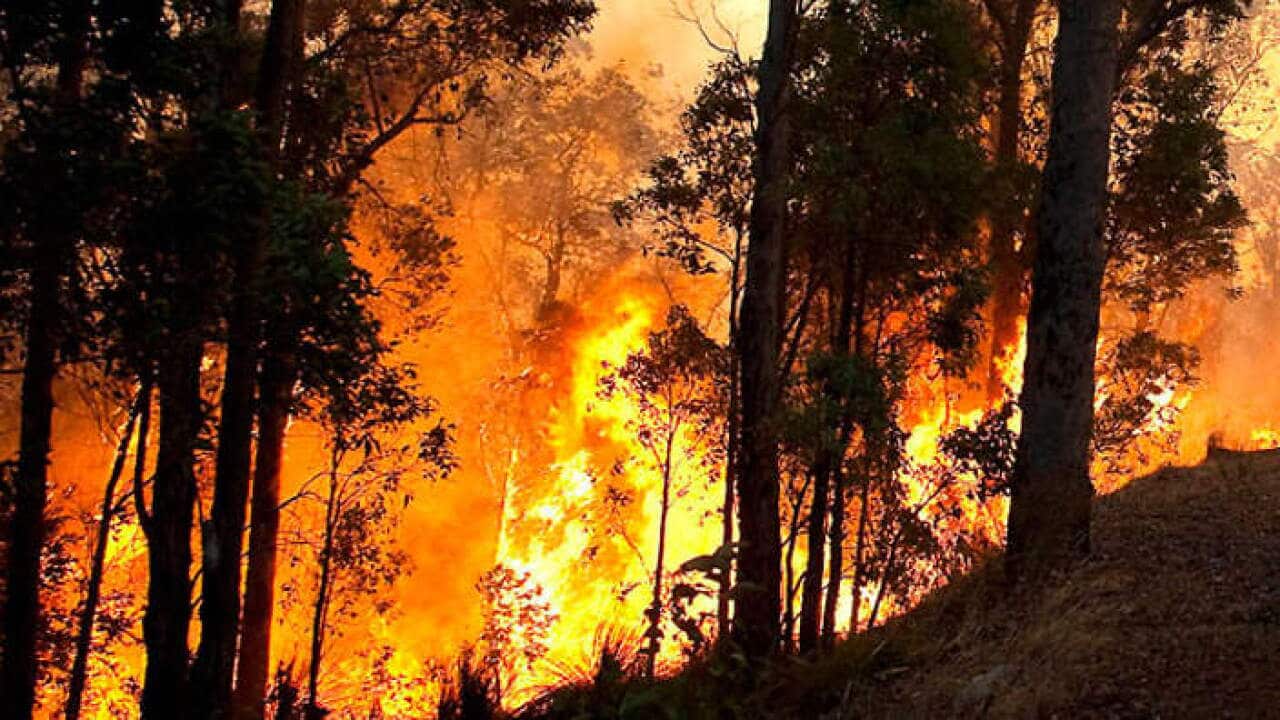 Tasmania Bush Fire