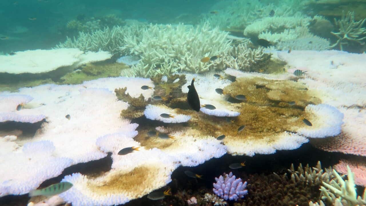 Bleaching damage seen on the Great Barrier Reef.