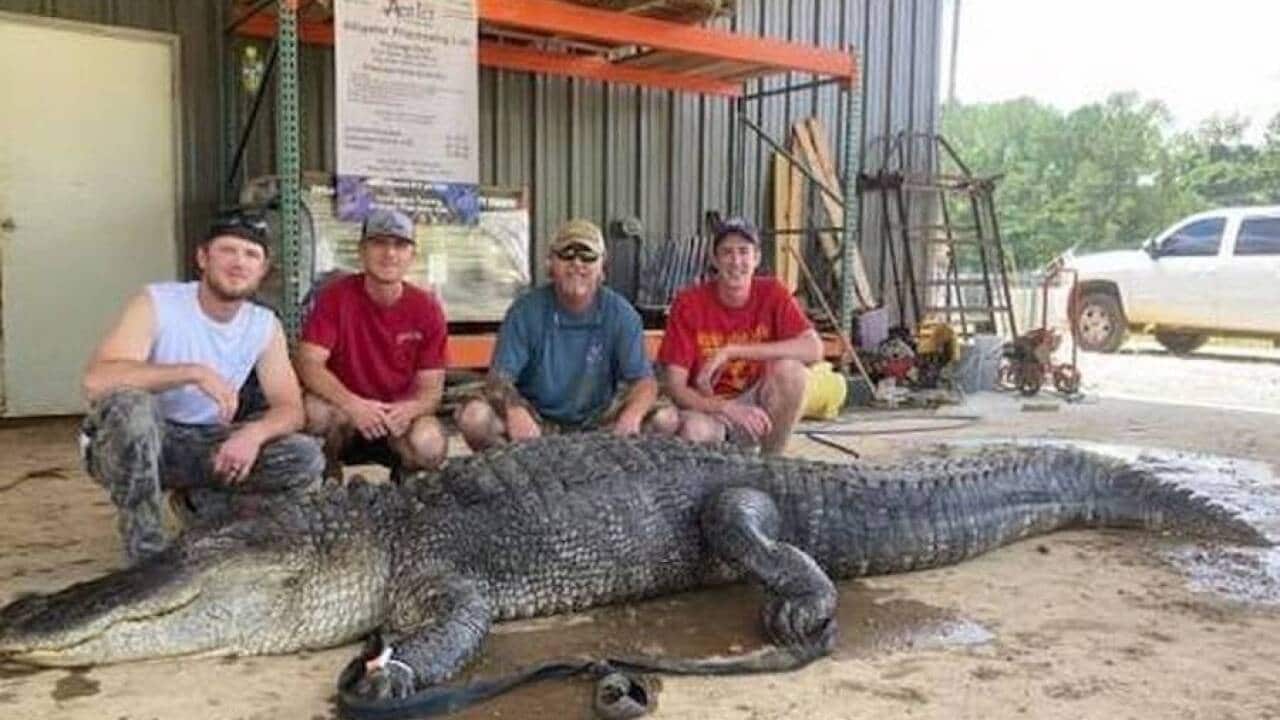 The animal was 13.5 feet long and was captured on Sept. 2 by John Hamilton.