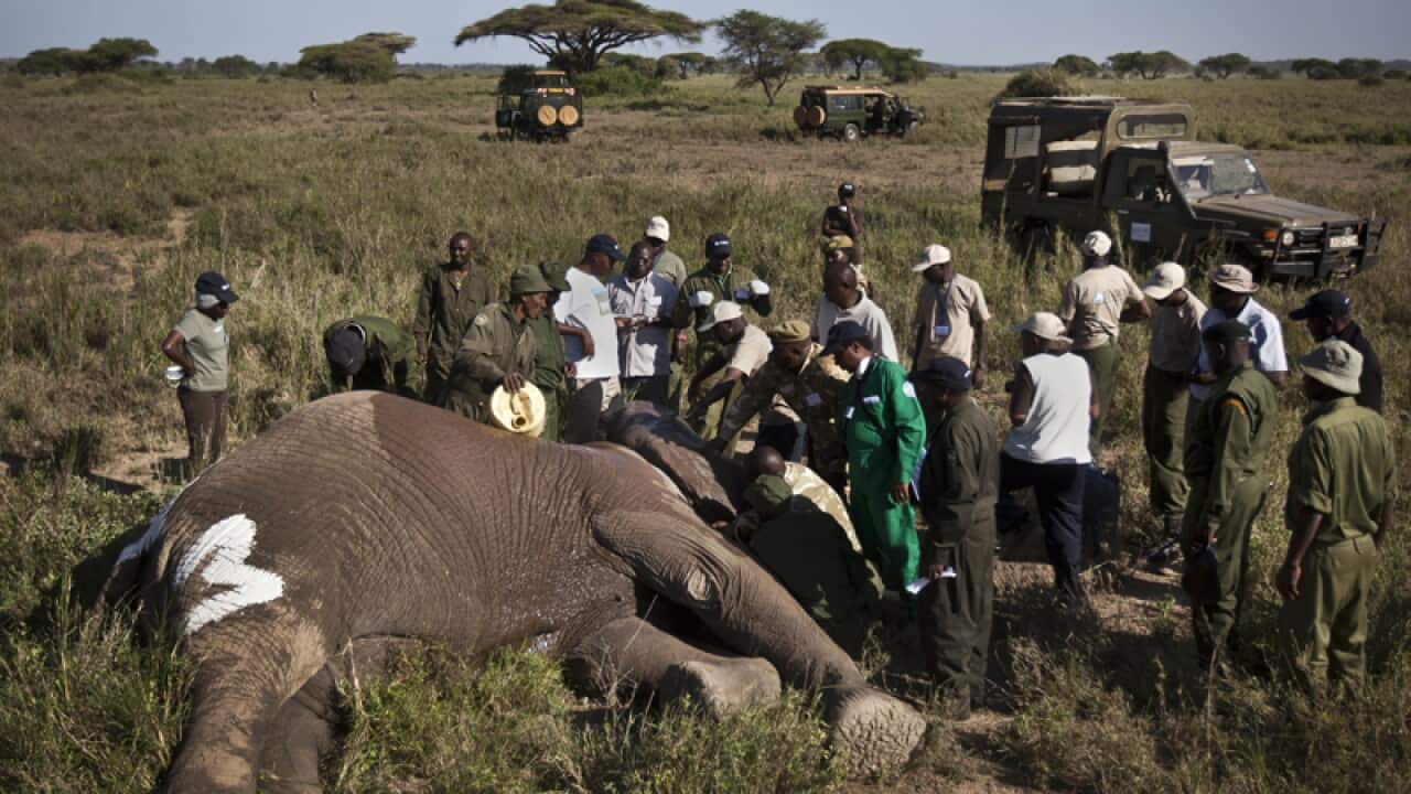 A team from the Kenya Wildlife Service (KWS)