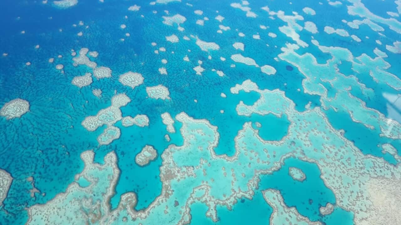The great barrier reef