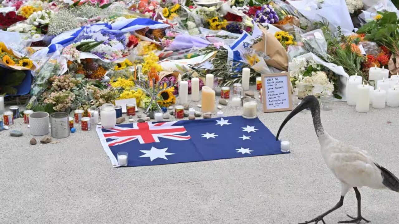 Bondi AAP Mick Tsikas.jpg