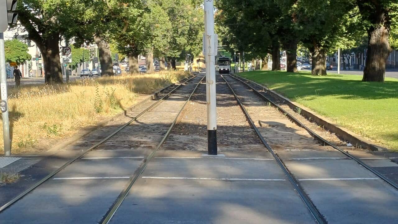 Tram tracks divide two median patches - one with green grass and the other dry and overrun.