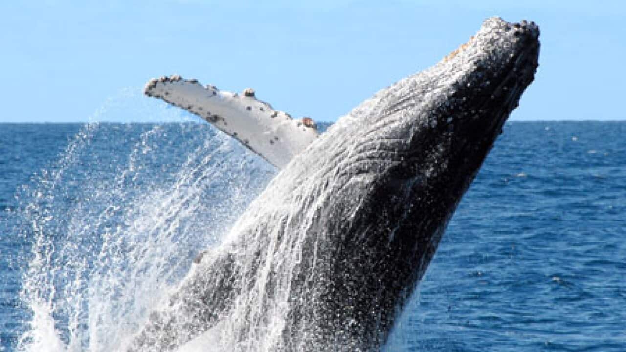 whales_sonar_1311_B_aap_1206697420