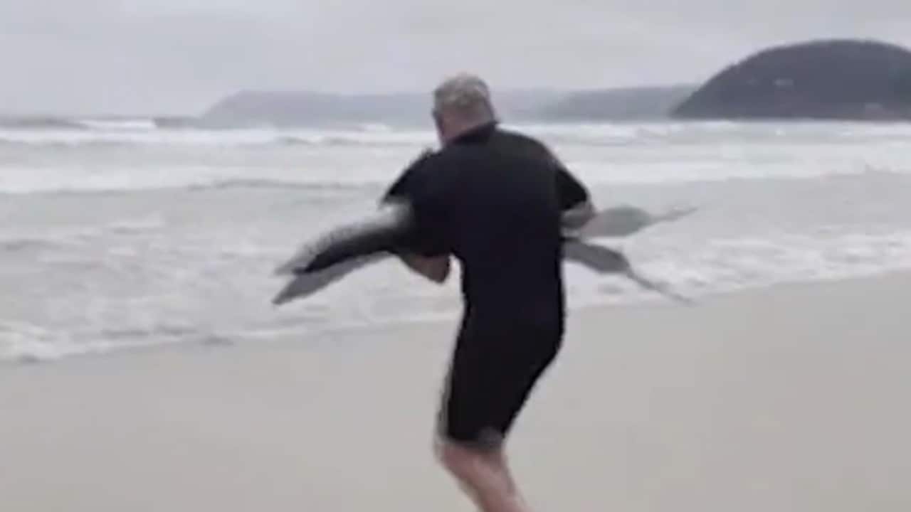 shark.png