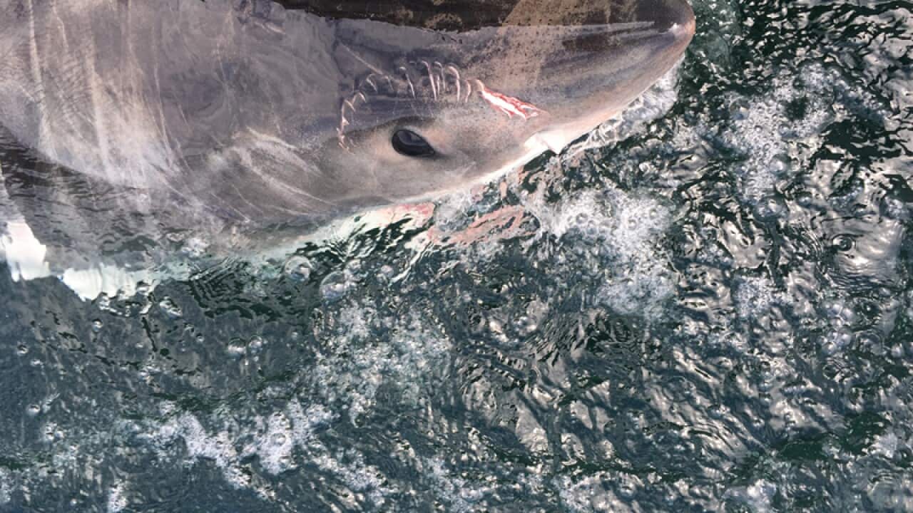 A shark caught in a shark net