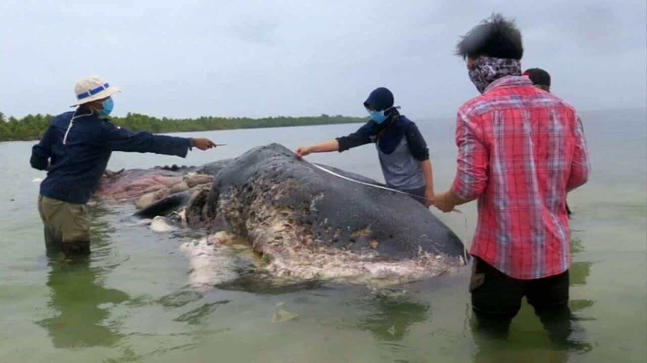 Researchers with the dead sperm whale on Kapota Island, Indonesia