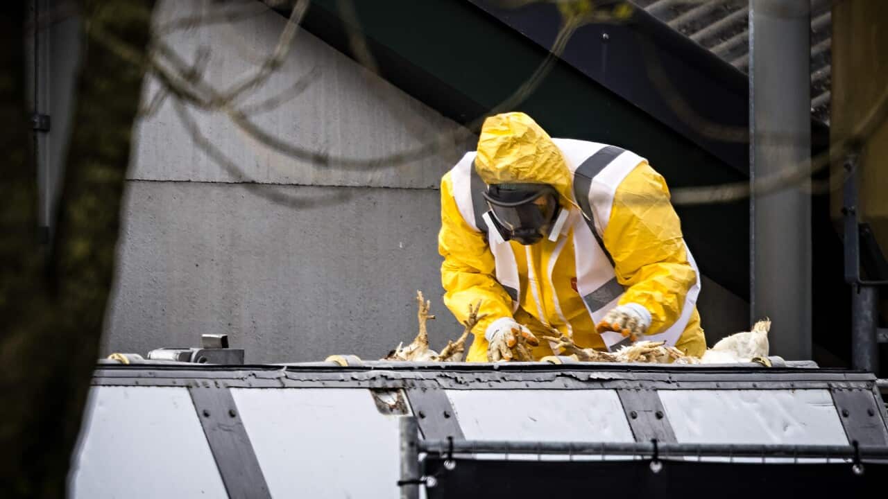 Bird flu detected on two farms in Limburg