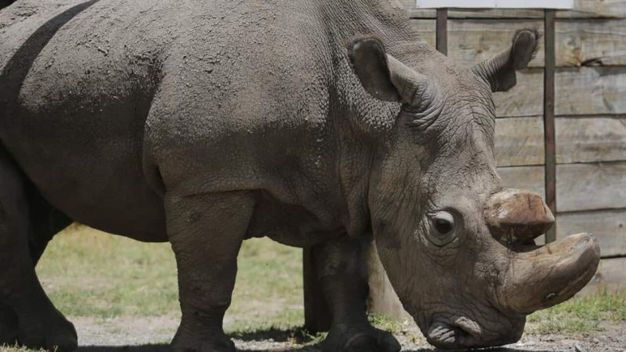 Sudan at the Ol Pejeta Conservancy in Kenya.