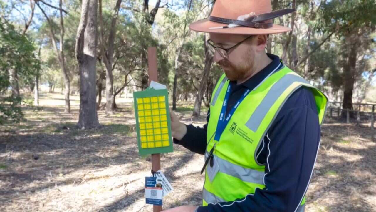 A staff member from the WA Department of Primary Industries takes measurements as part of quarantine efforts in Perth_Supplied.jpg