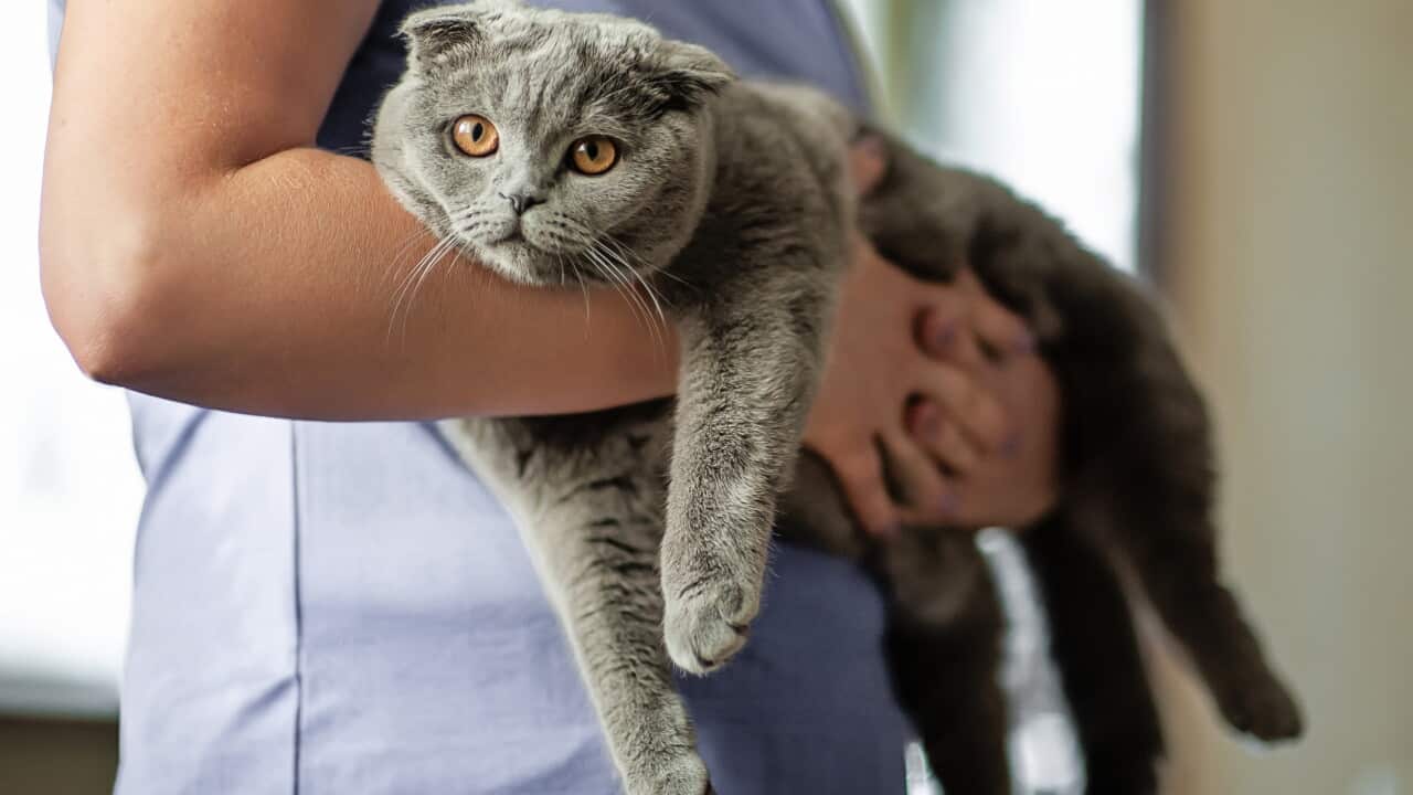 Cat owner is holding a Scottish Fold cat. relaxing and resting on the pet owner's arms