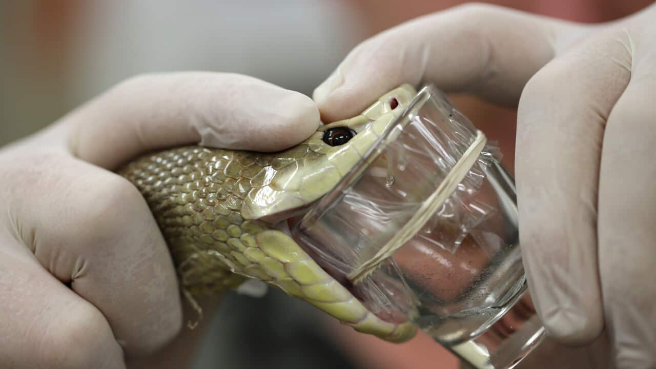Extraction Of Venom From Coastal Taipan Breaks World Record
