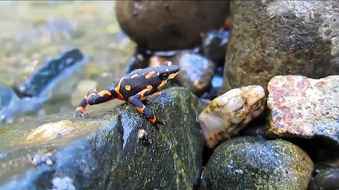 The harlequin frog (Atelopus varius) a species highly endangered by fungus