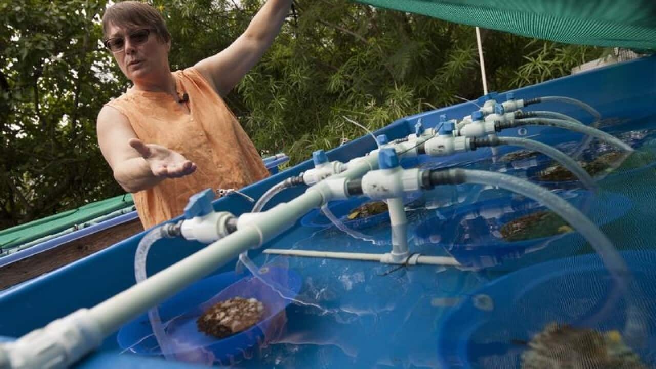 Coral reef scientist Ruth Gates