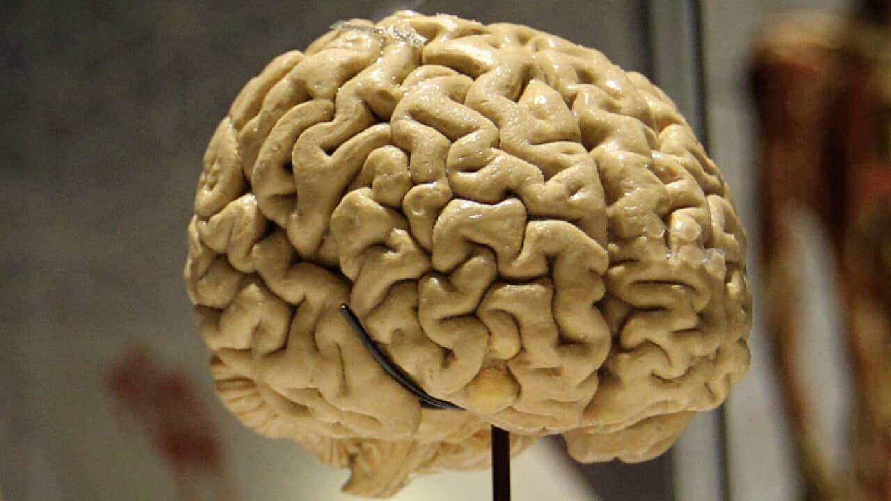 human brain