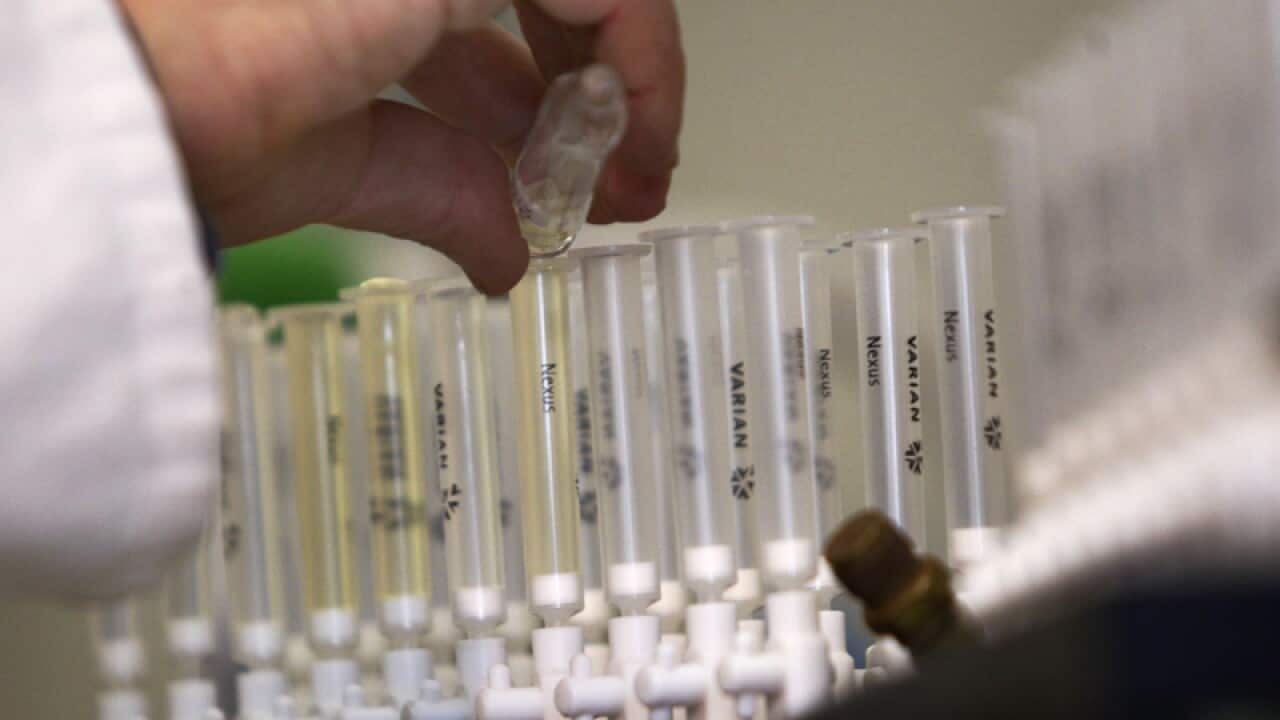 A lab technician prepares samples of urine for doping tests