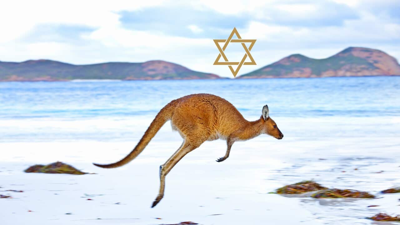 Kangaroo and Magen David