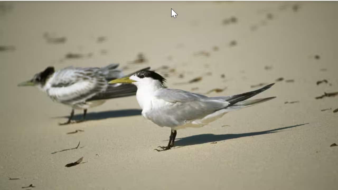 More than 1,000 crested terns were found dead by surveillance teams..png