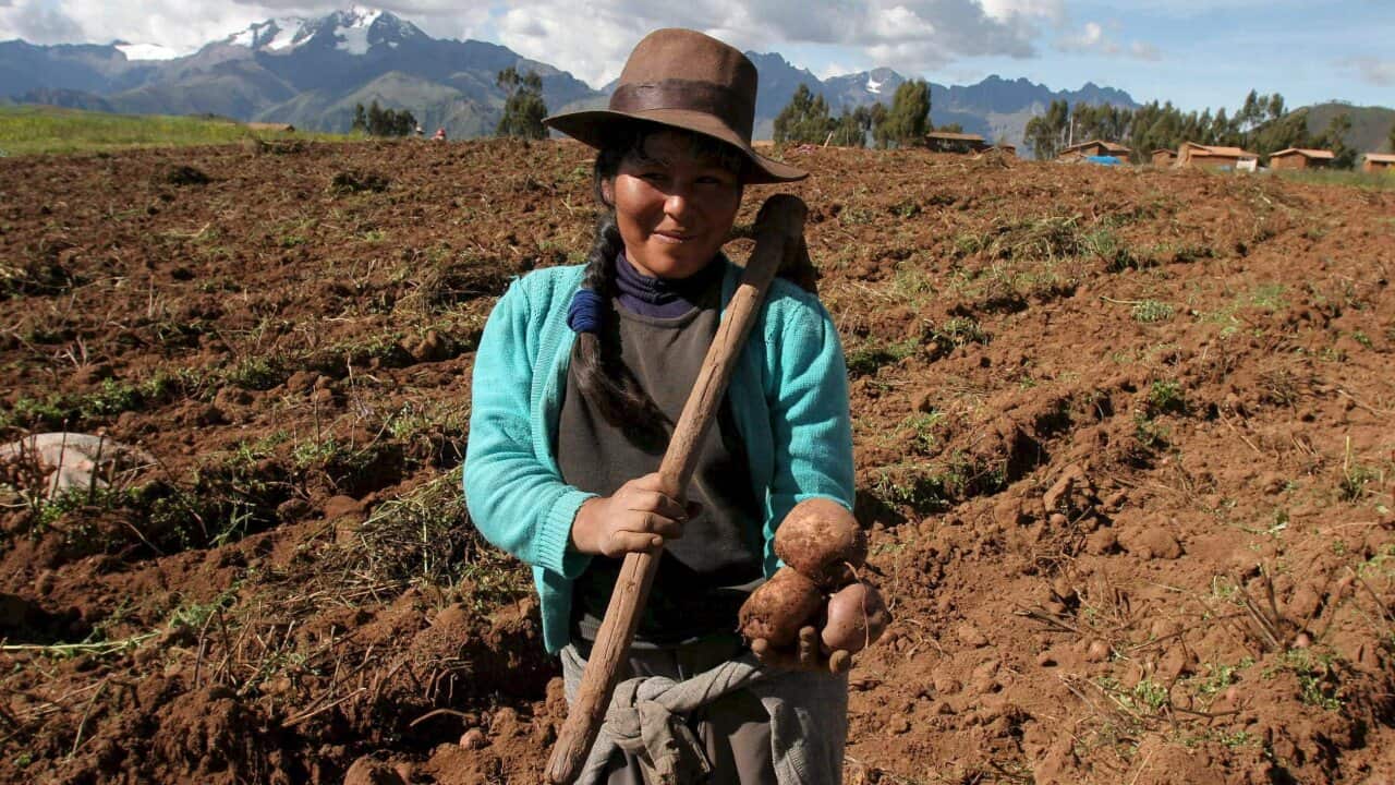 PERU POTATOE
