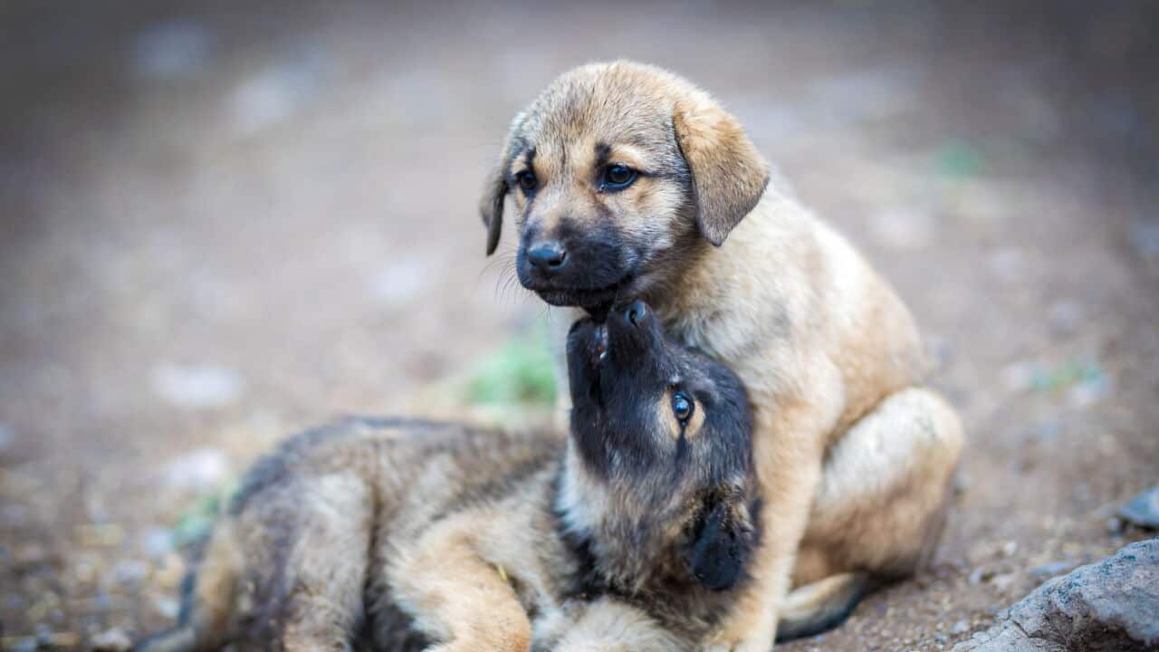 La Giornata Mondiale dei Cani si festeggia il 26 agosto.