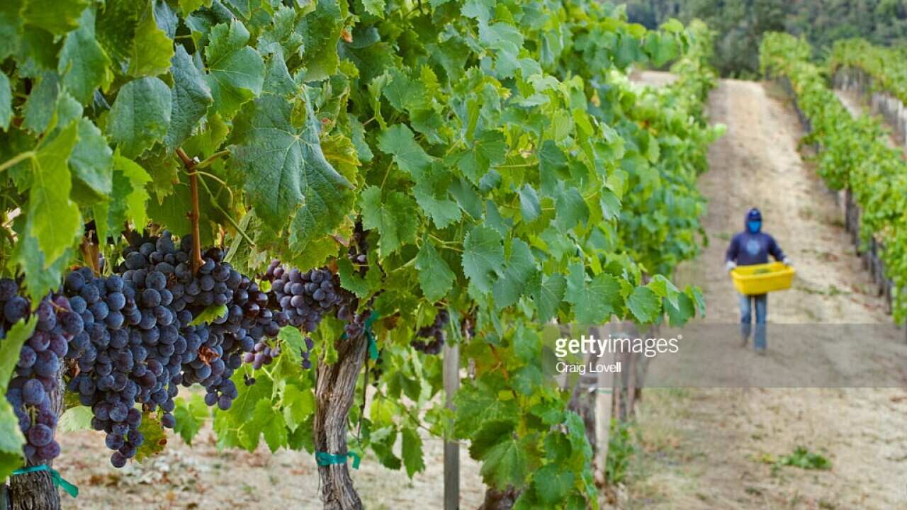 picking vines
