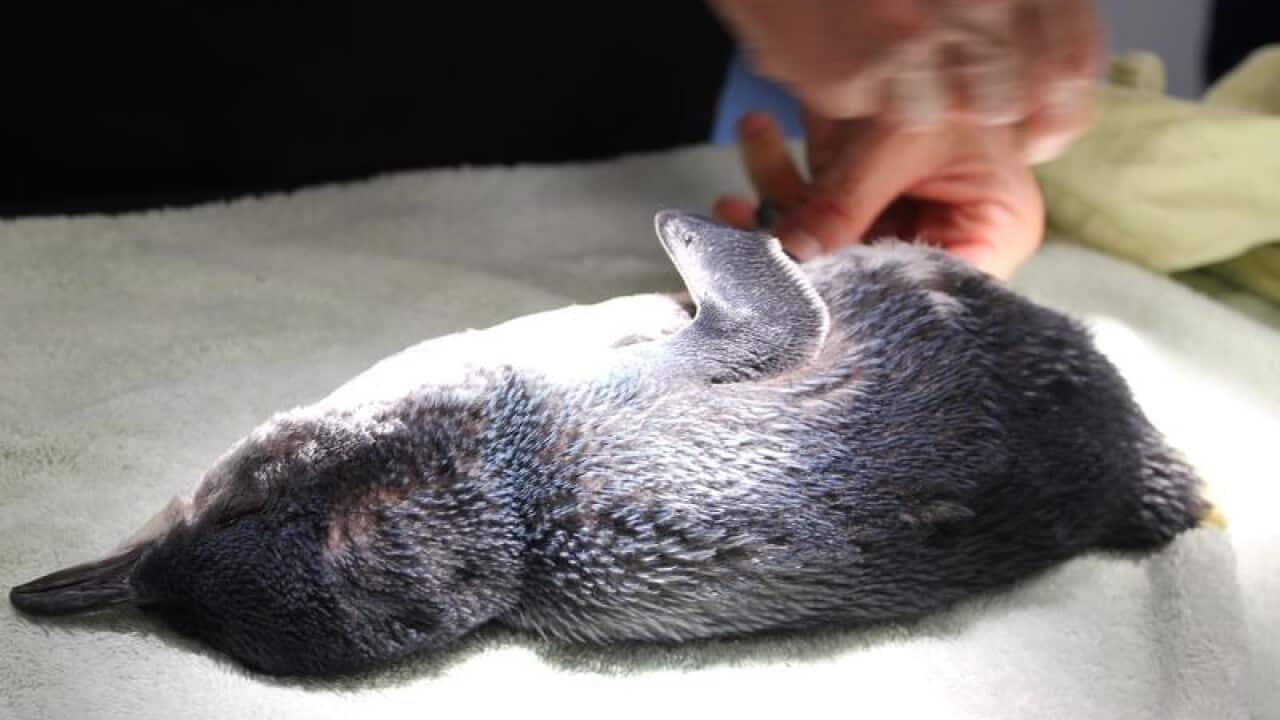 A Phillip Island penguin being treated by vet