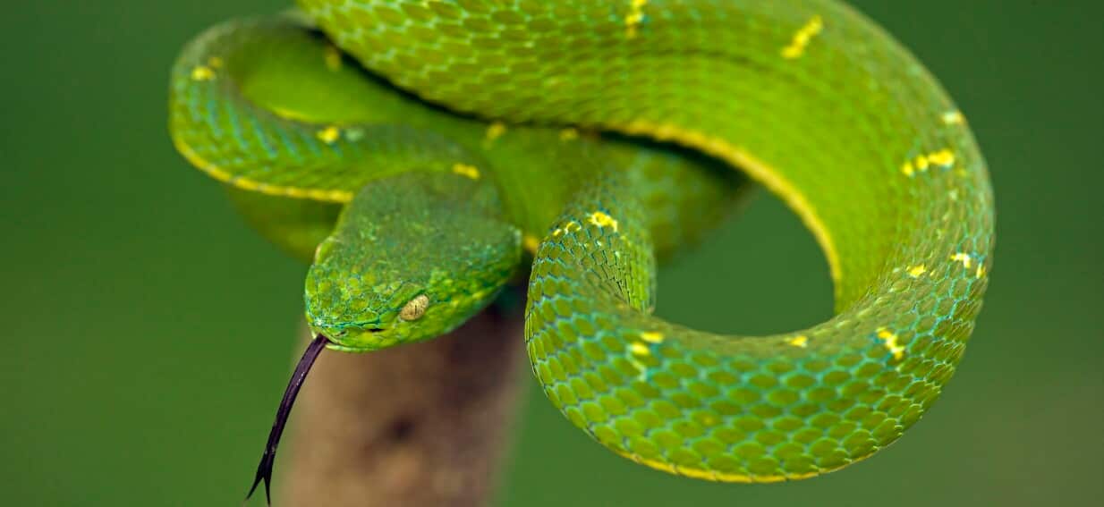Australia's snake season is here. Here's what to do — and what not to do — if you see one