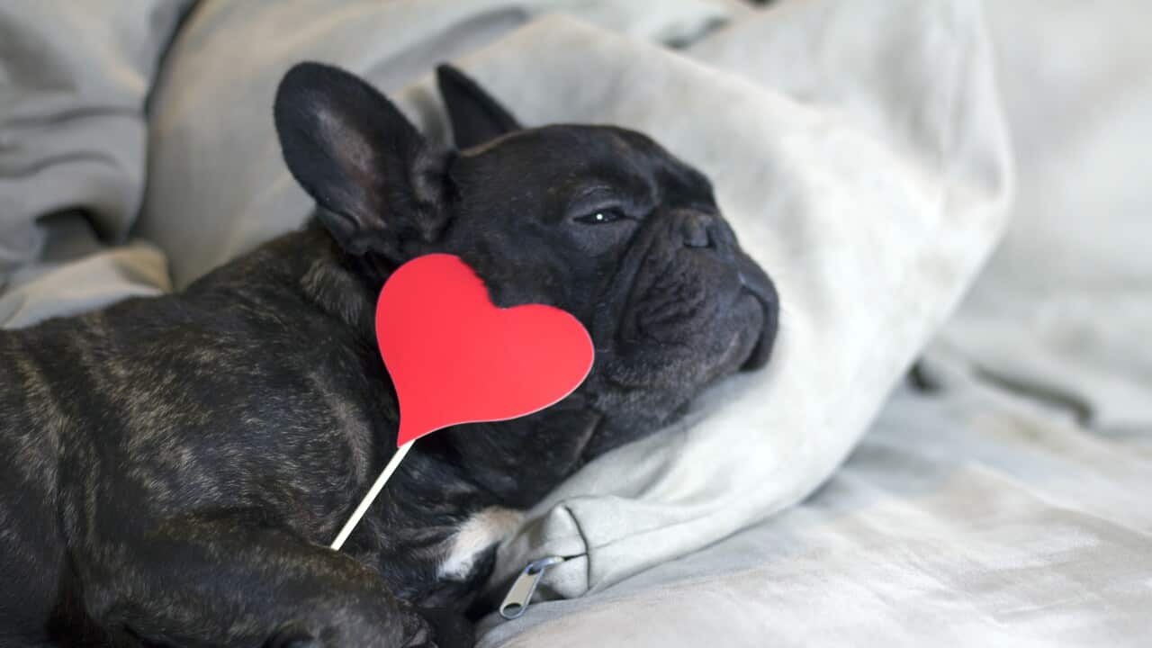 Dog in love lying on a sofa Holding a red heart