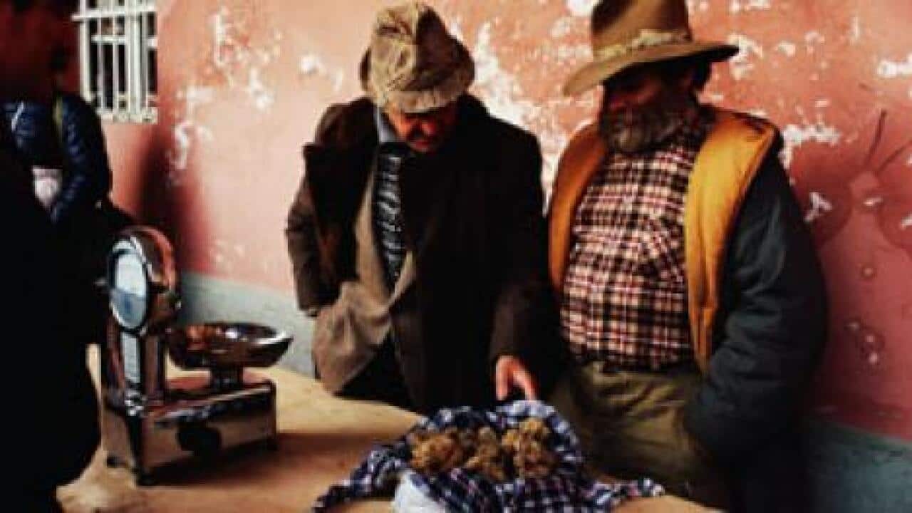 Alba-Truffle-Festival