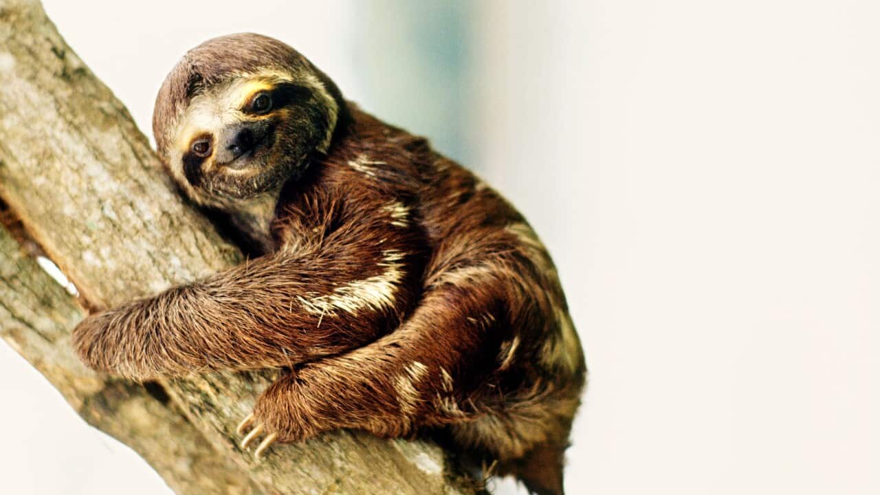 Sloth