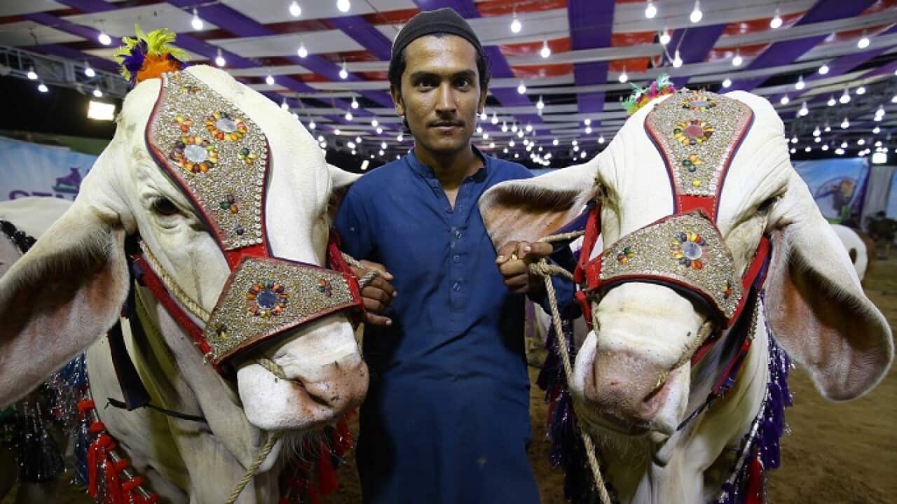 Sacrificial animals are put on sale at a local cattle market ahead of the Muslim festival of Eid al-Adha in Karachi, Pakistan, 22 July 2020.