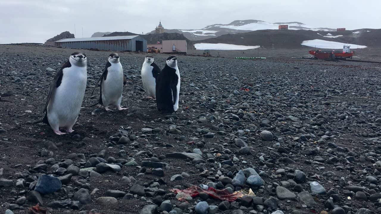 南極冰塊融化,頰帶企鵝生活受影響