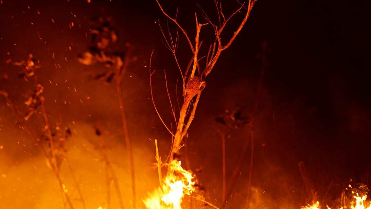 Trees burn during a fire in the highway margins in the city of Porto Velho, Rondonia state, part of Brazil's Amazon.
