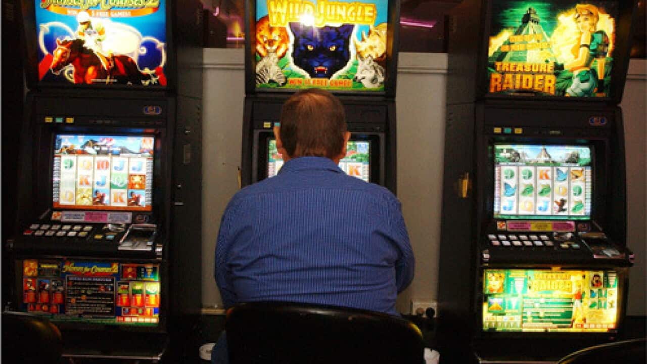 A punter playing the poker machines in a Sydney club today