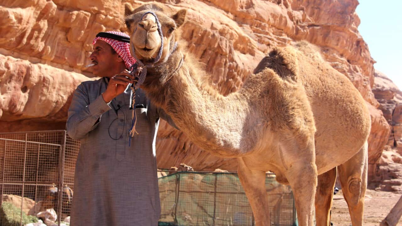 Meet the Jordanian camel racers using robot jockeys