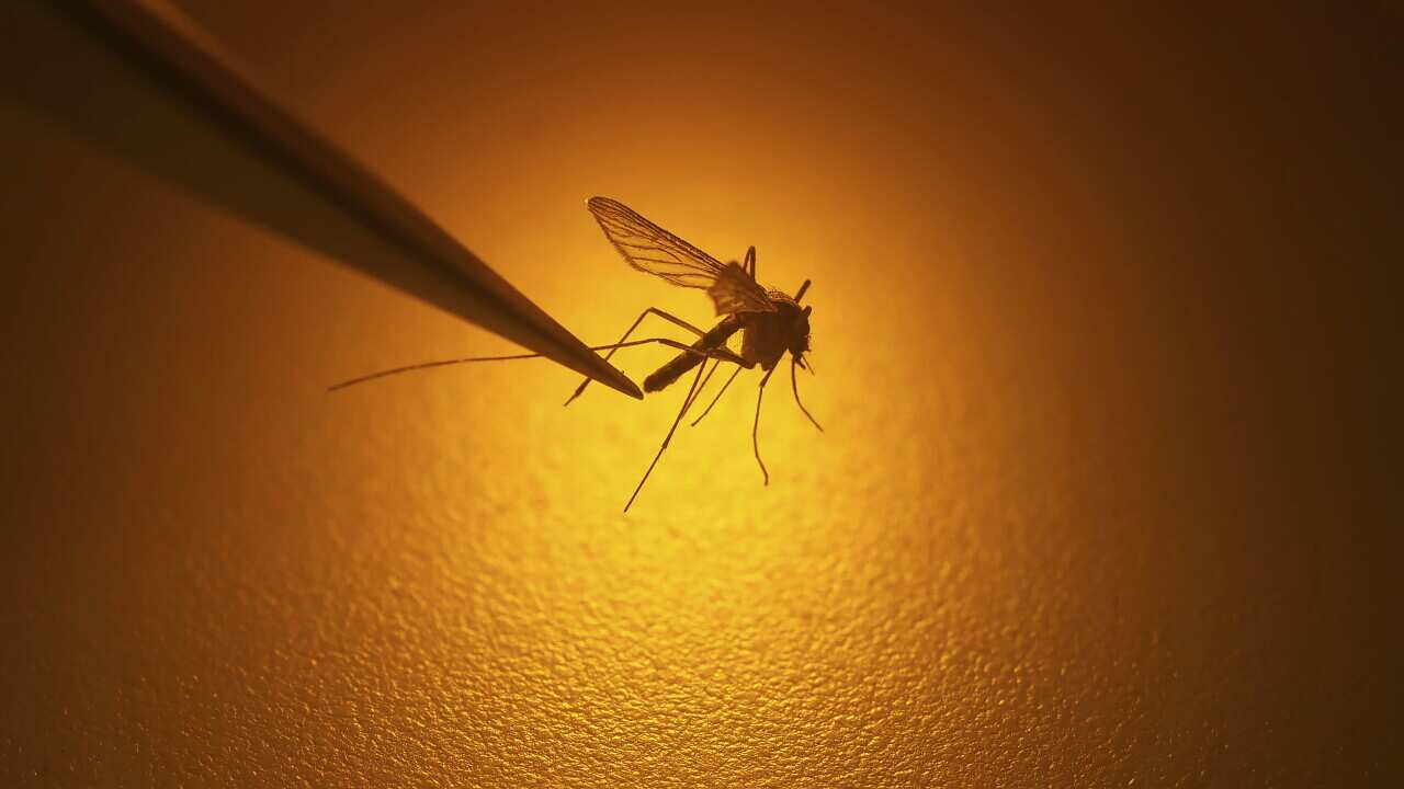 Climate Change Mosquito Diseases