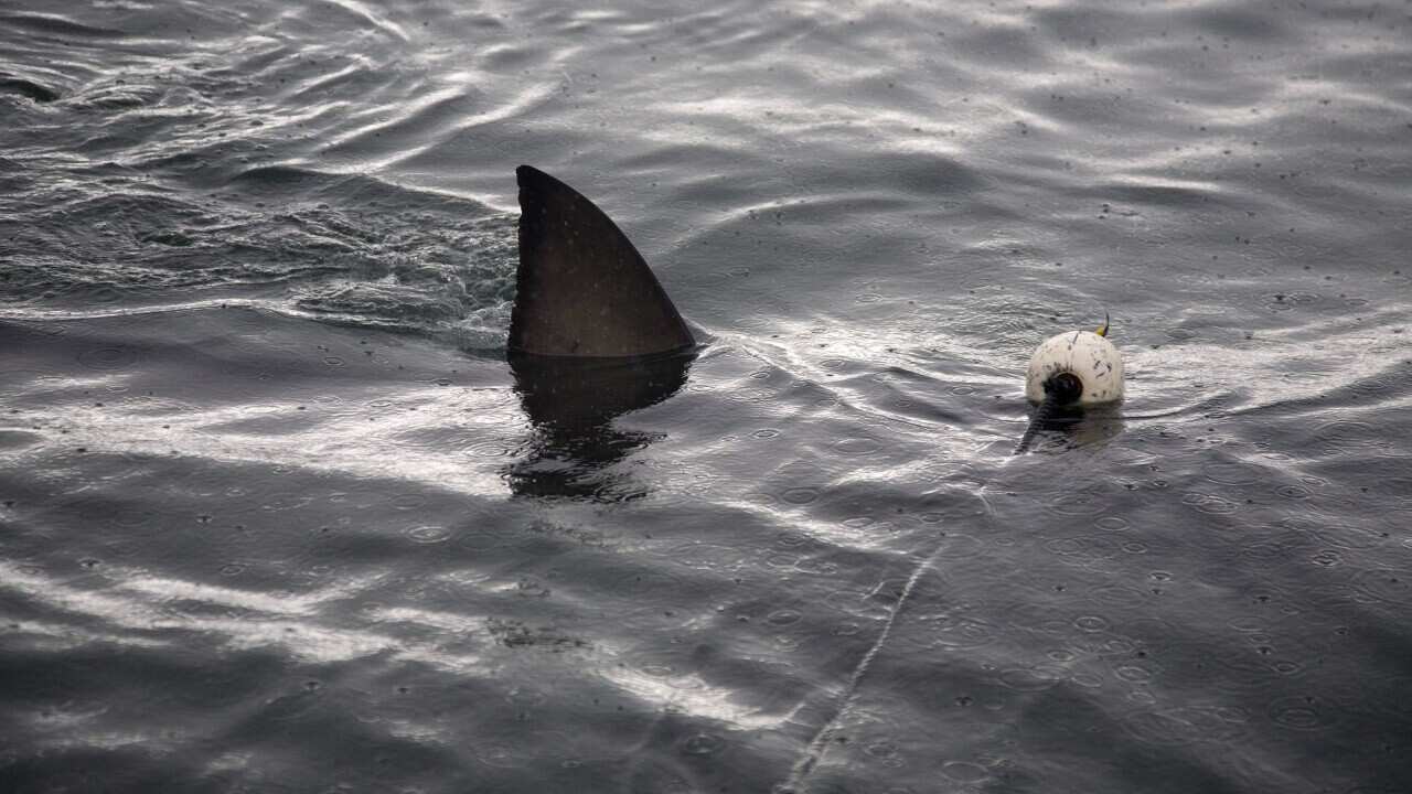 shark_fin_getty_130914.jpg