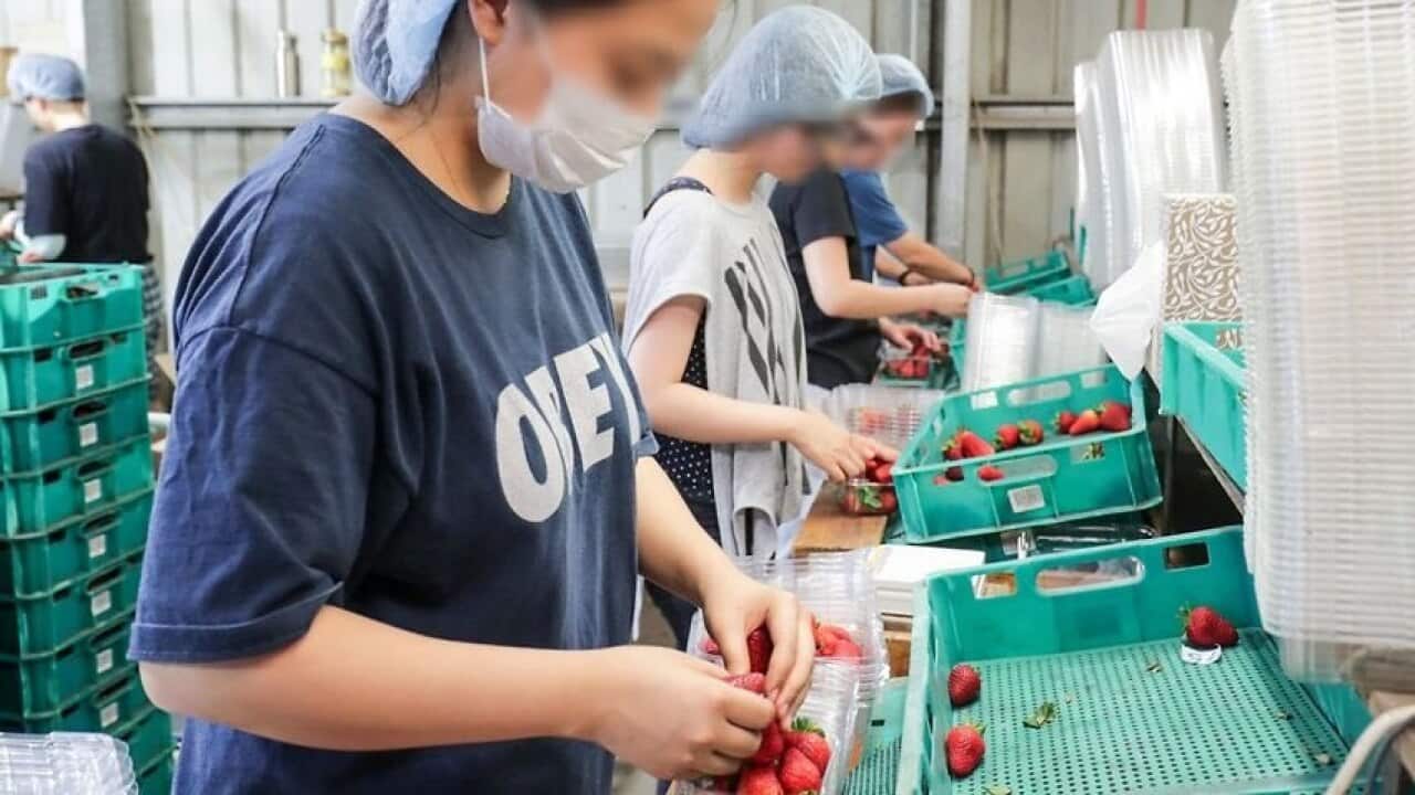 Those advocating for unlawful migrants (not pictured) say they are often employed on Australian farms