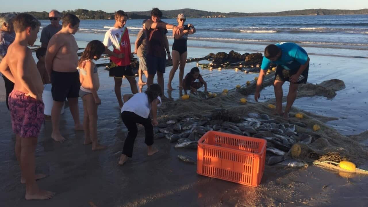 The Nye family haul in their catch at Broulee on the NSW south coast