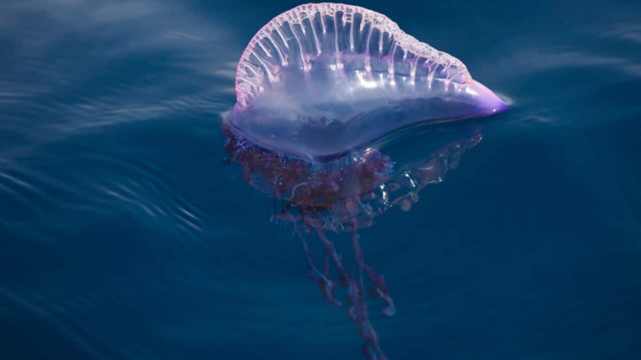 Blue bottle, Physalia utriculus, Indo-Pacific Portuguese Man-of-War (Getty Images)