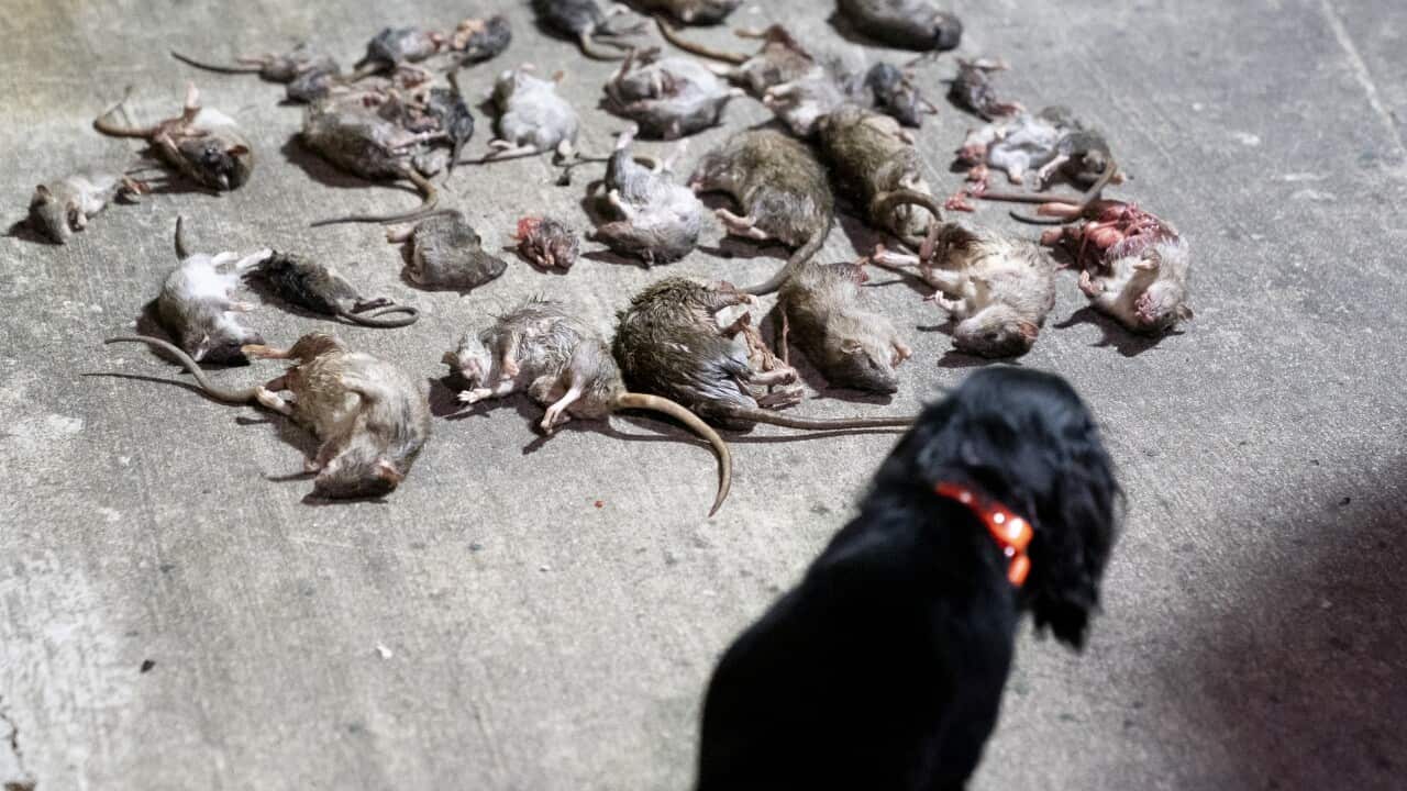 A black dog looks at dozens of dead rats in front of it.
