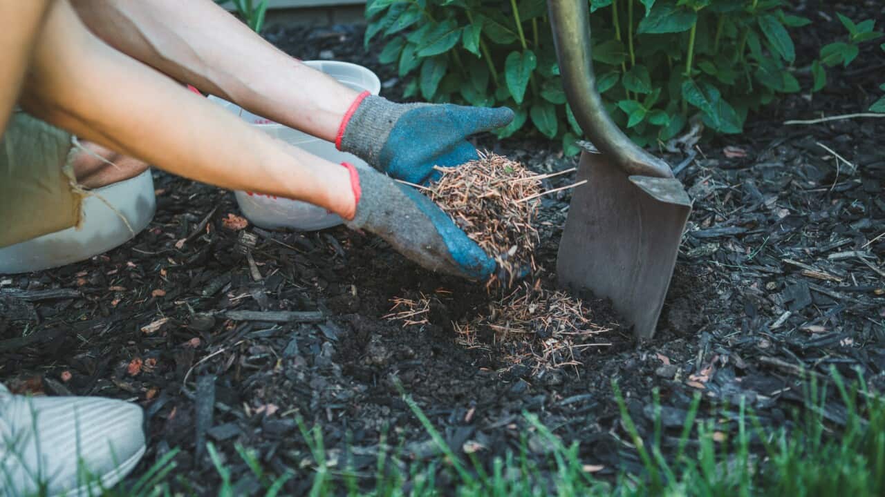 Man putting mulch into a garden