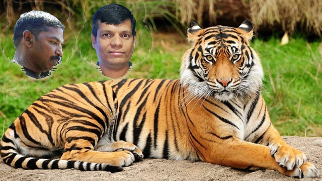 Tiger Day 2020.jpg