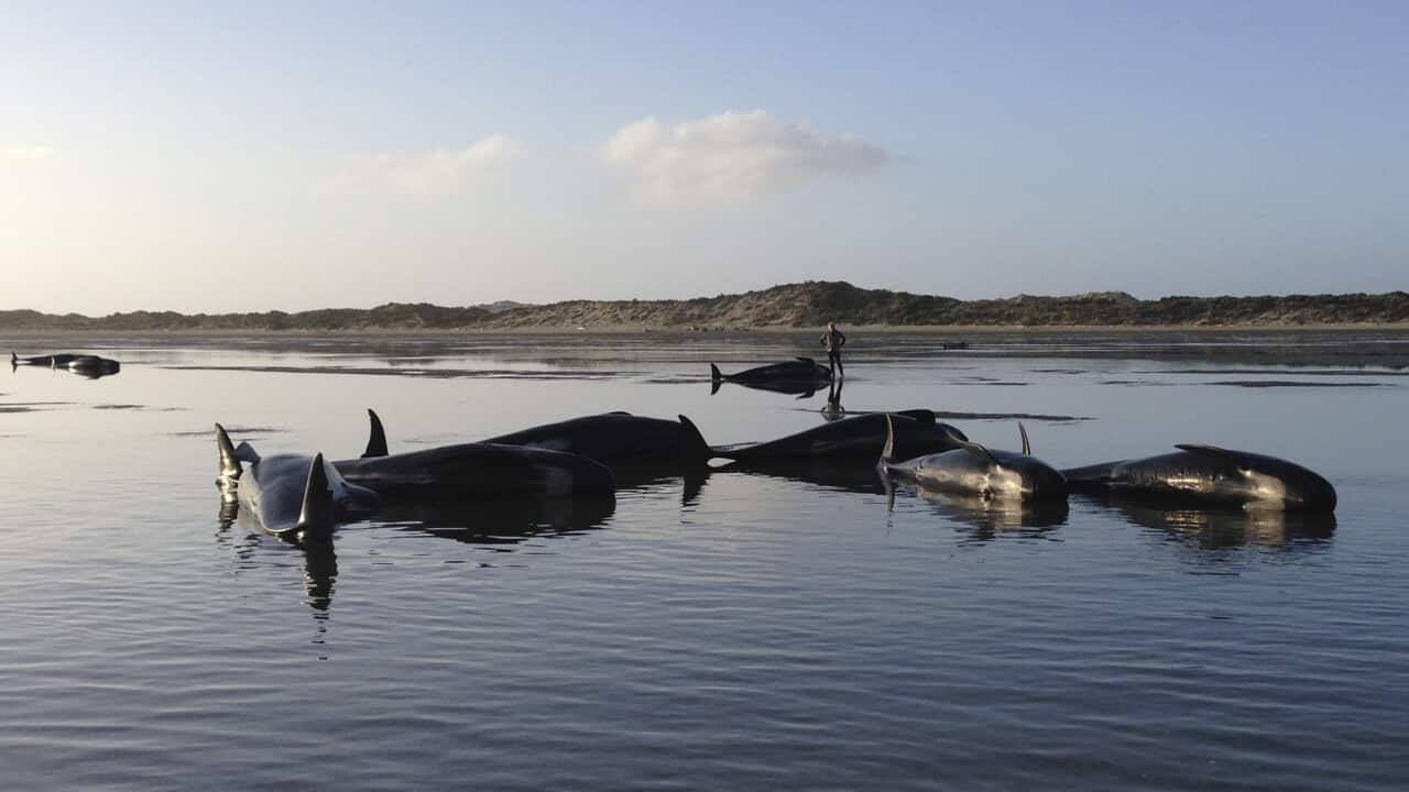 Stranded pilot whales at Farewell Spit, a narrow sandbar at the northern tip of the South Island, New Zealand, 13 February 2015, after they had beached there. EPA/New Zealand DOC/Matt Nalder)