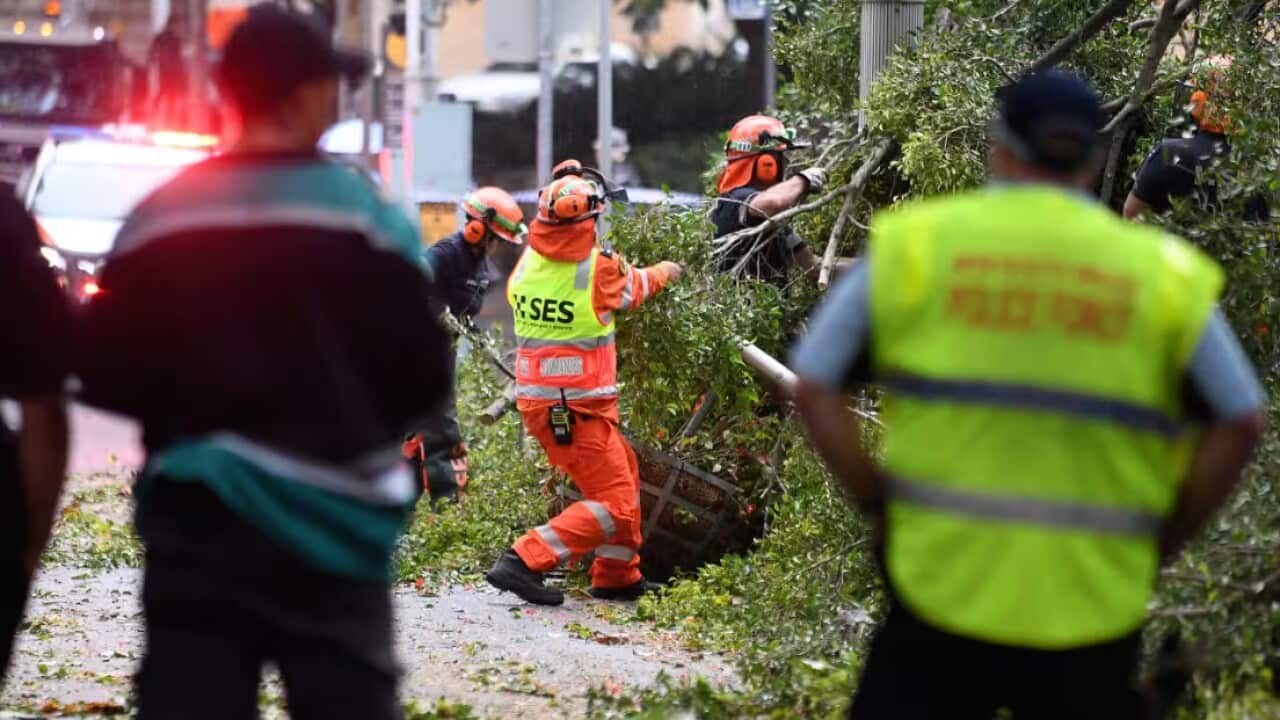 Emergency services attend the scene of a fallen tree blocking the road near Hyde Park in Sydney_ Source AAP Steven Saphore.jpg
